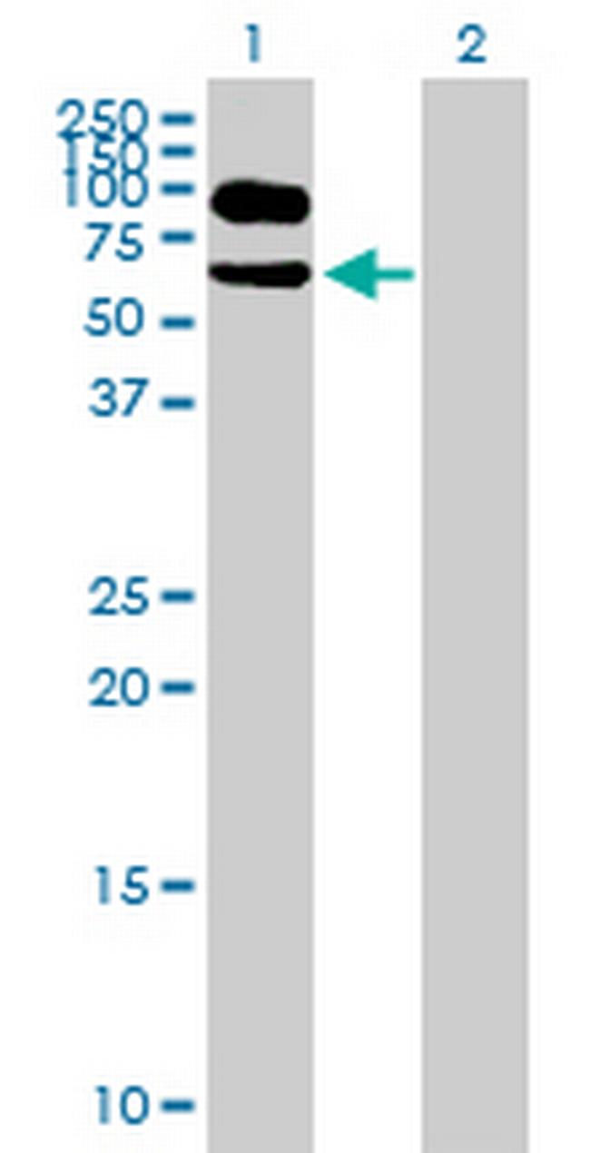 ITFG1 Antibody in Western Blot (WB)