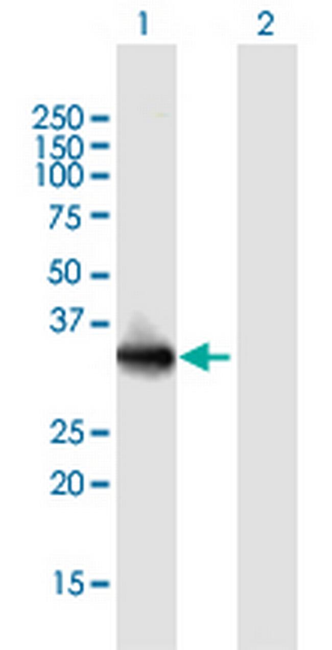 LMAN2L Antibody in Western Blot (WB)