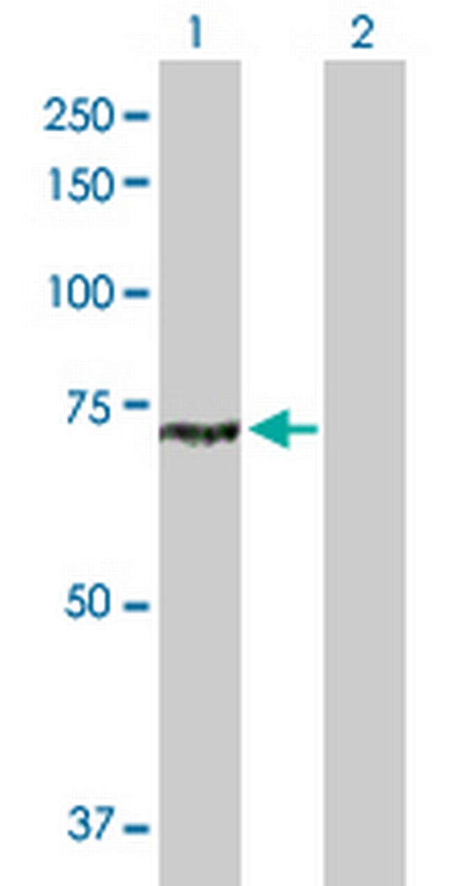 CLPB Antibody in Western Blot (WB)