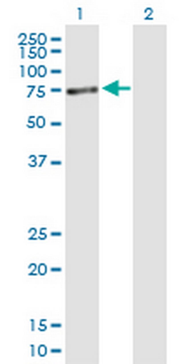 PVRL4 Antibody in Western Blot (WB)