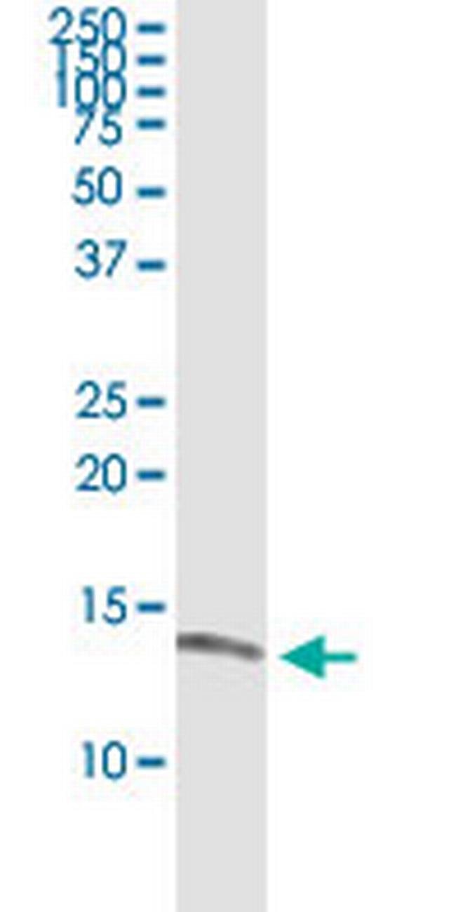 ISCA1 Antibody in Western Blot (WB)
