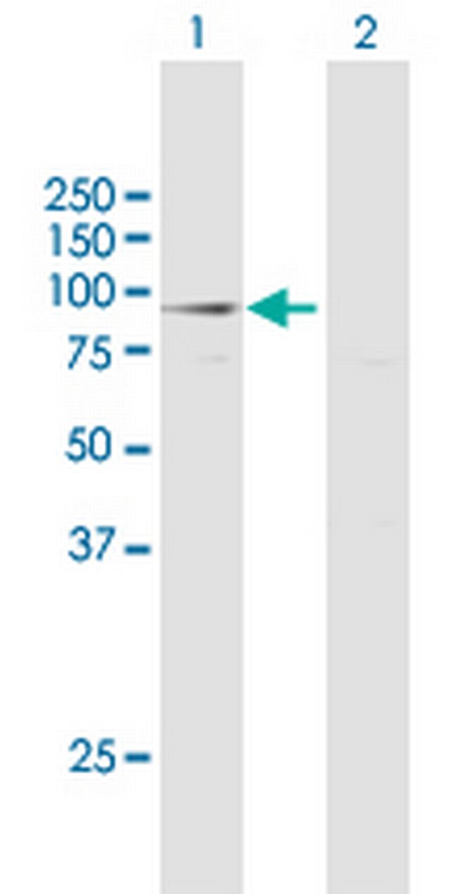 LOC81691 Antibody in Western Blot (WB)