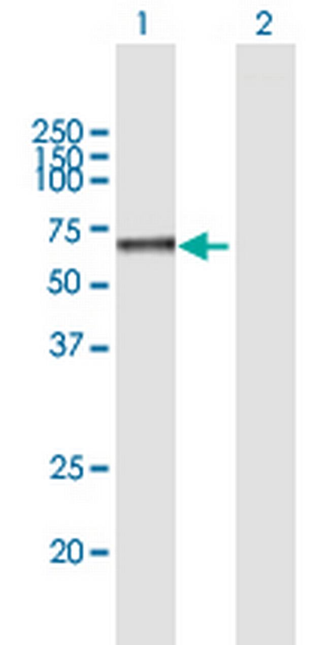 NETO1 Antibody in Western Blot (WB)