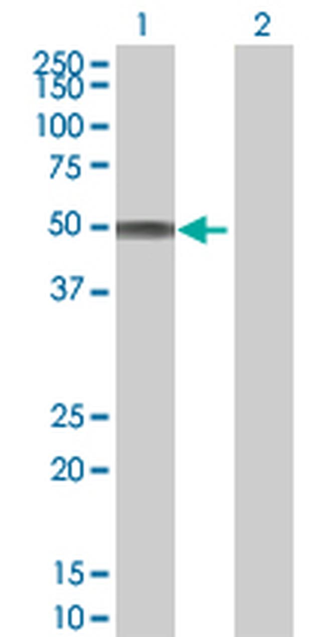 CDCA1 Antibody in Western Blot (WB)