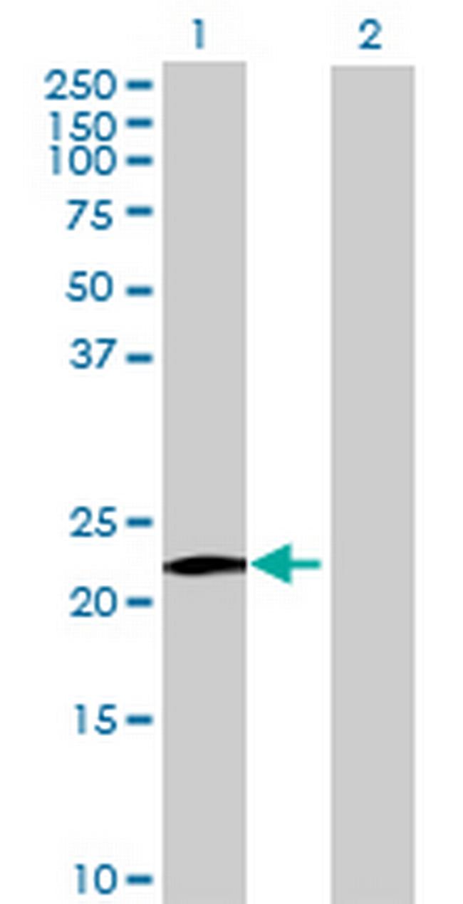 MS4A8B Antibody in Western Blot (WB)