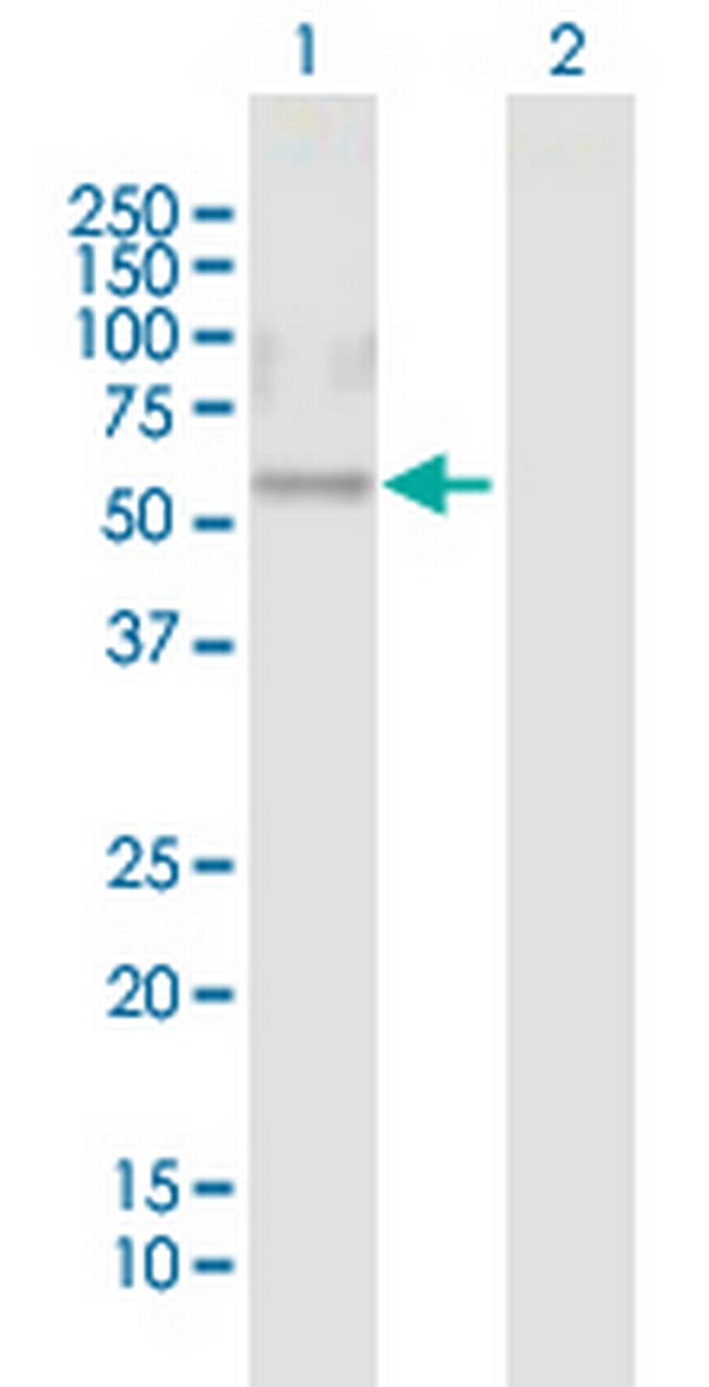 CRISPLD1 Antibody in Western Blot (WB)