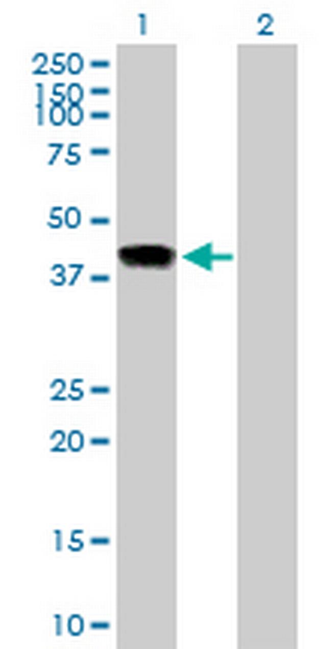 INHBE Antibody in Western Blot (WB)
