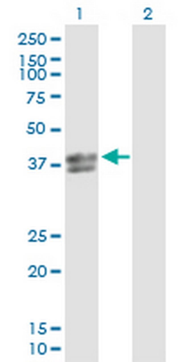 INHBE Antibody in Western Blot (WB)