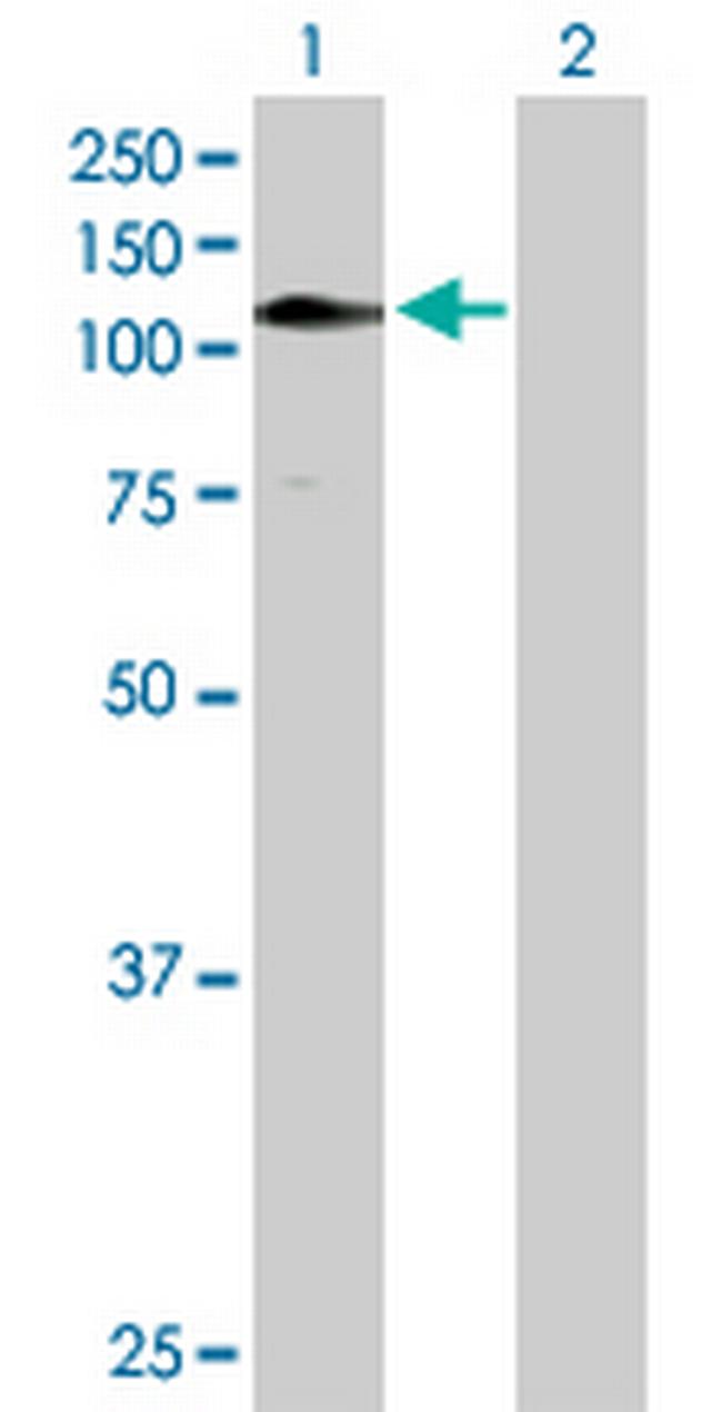 ZNF484 Antibody in Western Blot (WB)