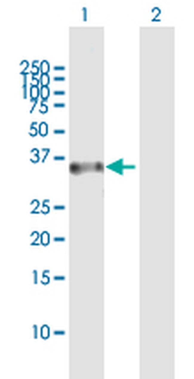 RASSF4 Antibody in Western Blot (WB)