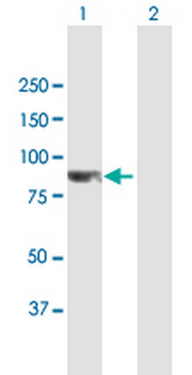 CCDC8 Antibody in Western Blot (WB)