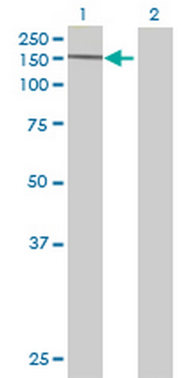 C14orf155 Antibody in Western Blot (WB)