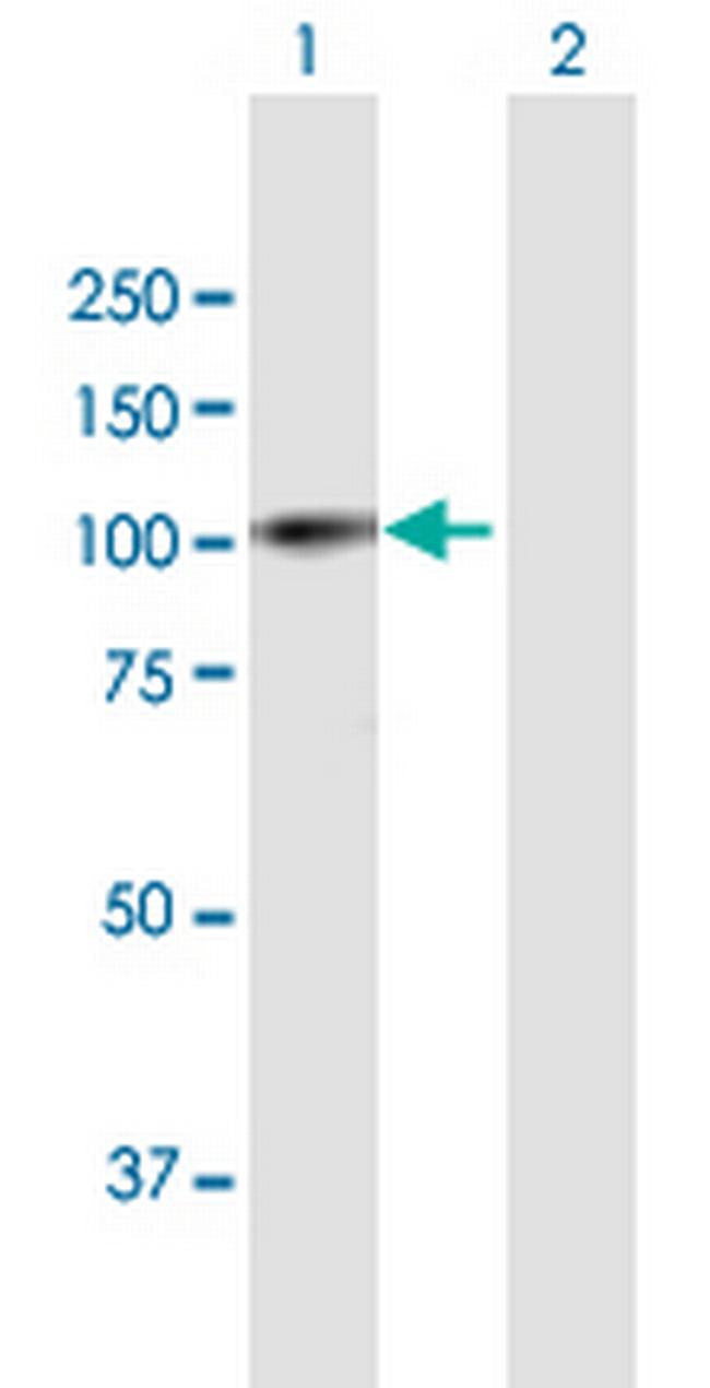 PRAM1 Antibody in Western Blot (WB)