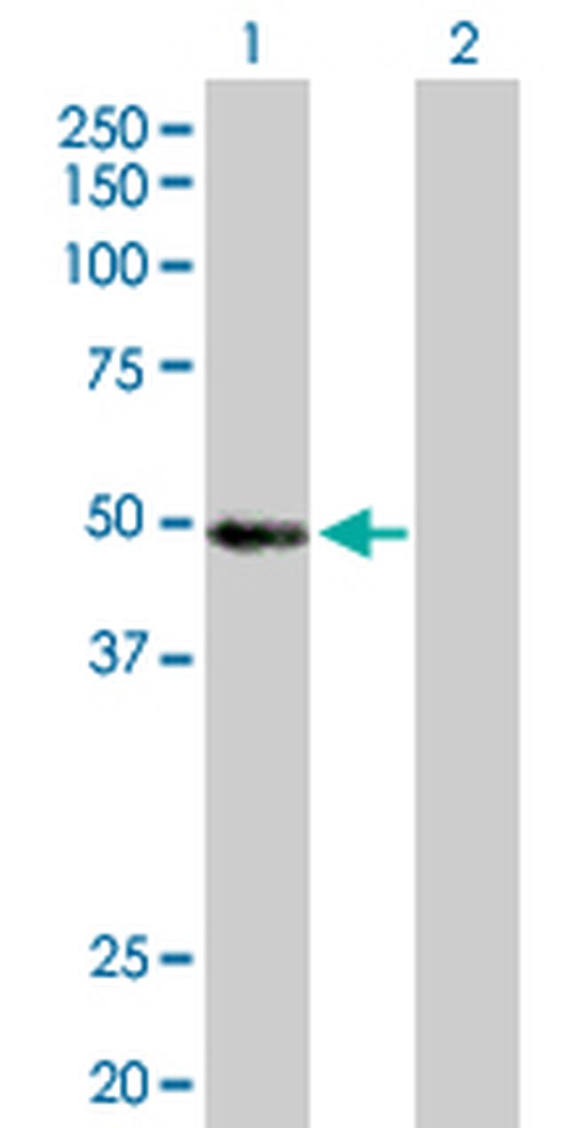 MYST1 Antibody in Western Blot (WB)
