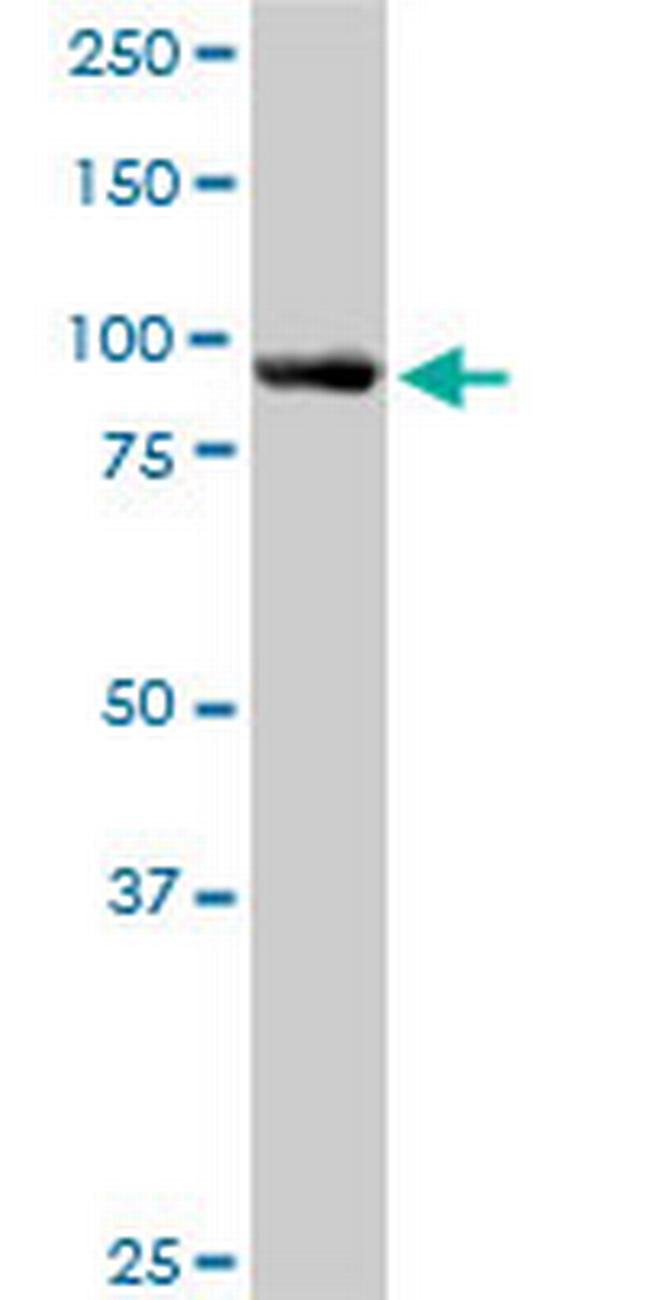 ASCC2 Antibody in Western Blot (WB)