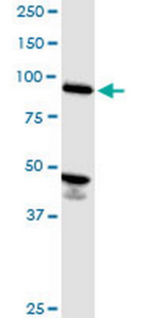 ASCC2 Antibody in Western Blot (WB)