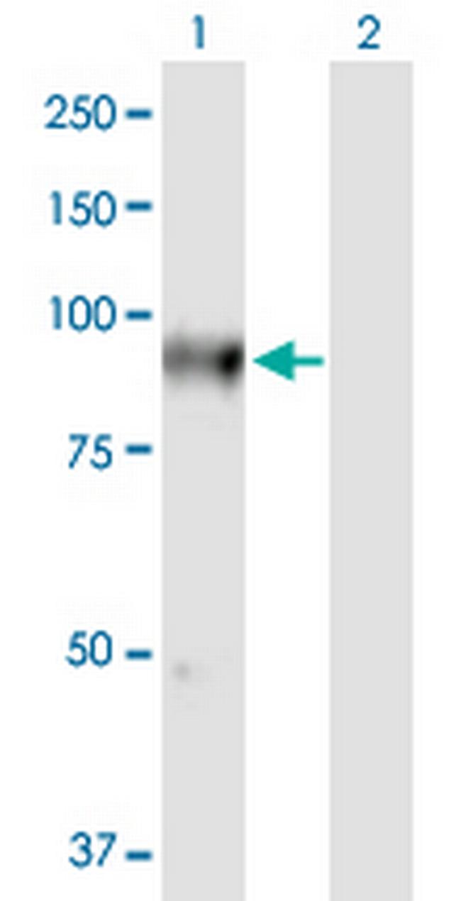 FLYWCH1 Antibody in Western Blot (WB)