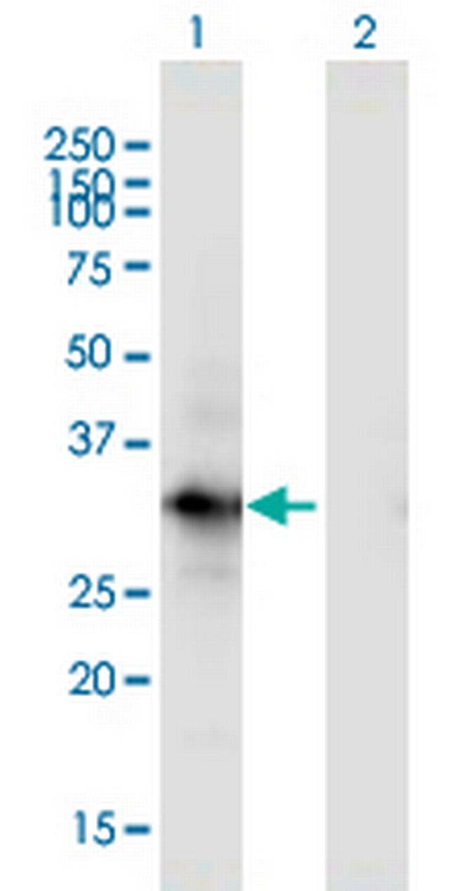 MORG1 Antibody in Western Blot (WB)