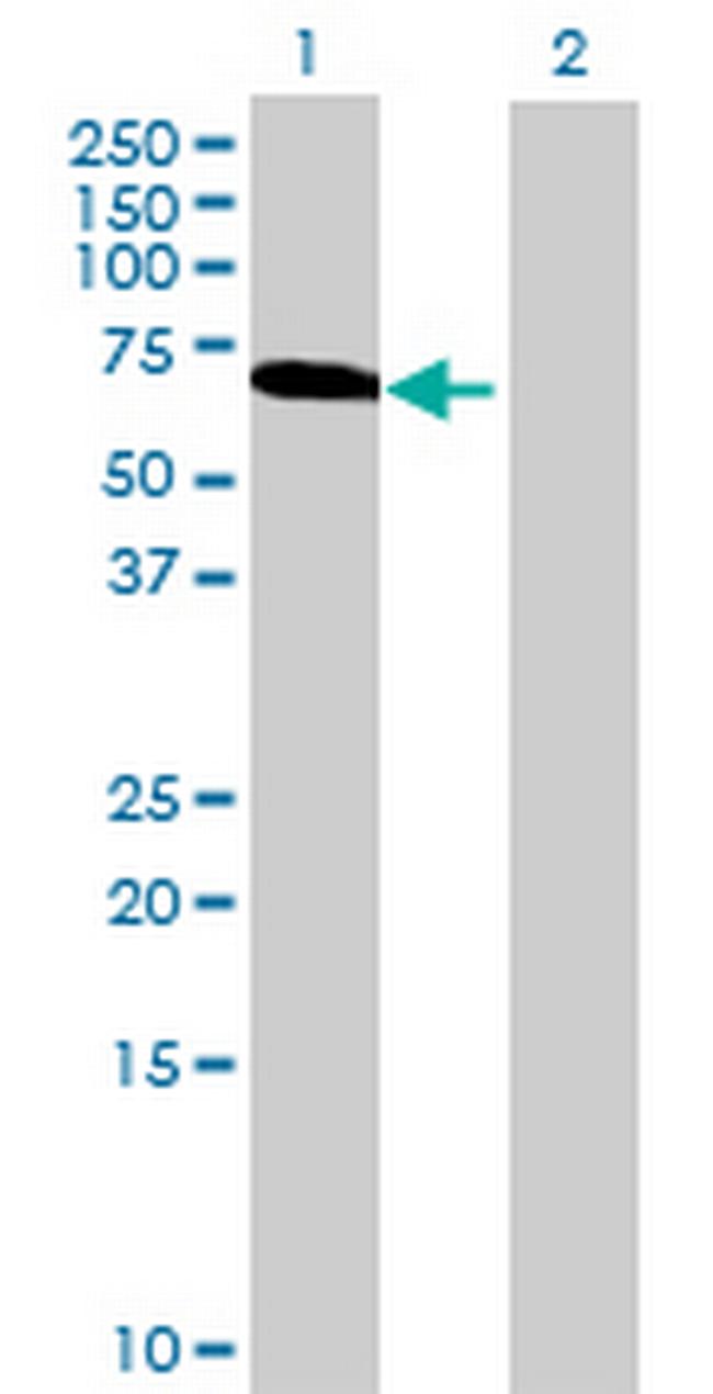 ZNF289 Antibody in Western Blot (WB)