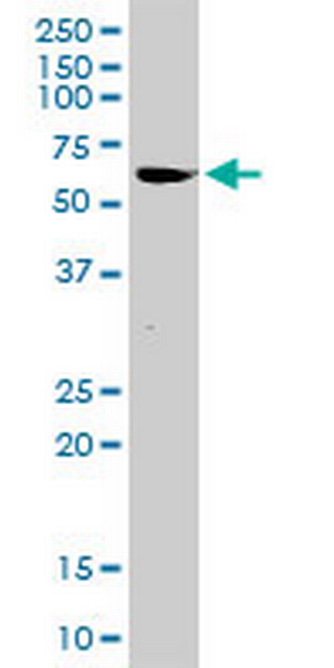 ZNF289 Antibody in Western Blot (WB)