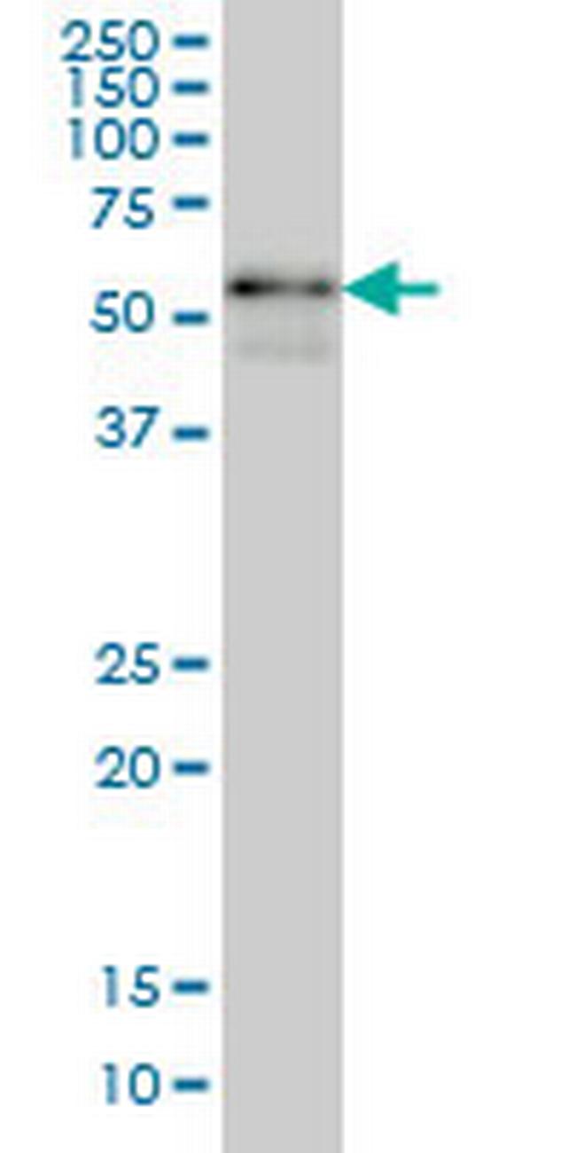 ZNF289 Antibody in Western Blot (WB)