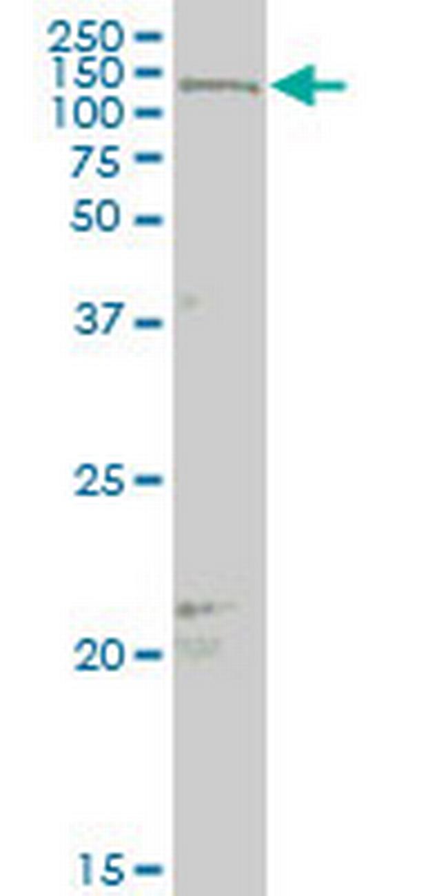MAML2 Antibody in Western Blot (WB)