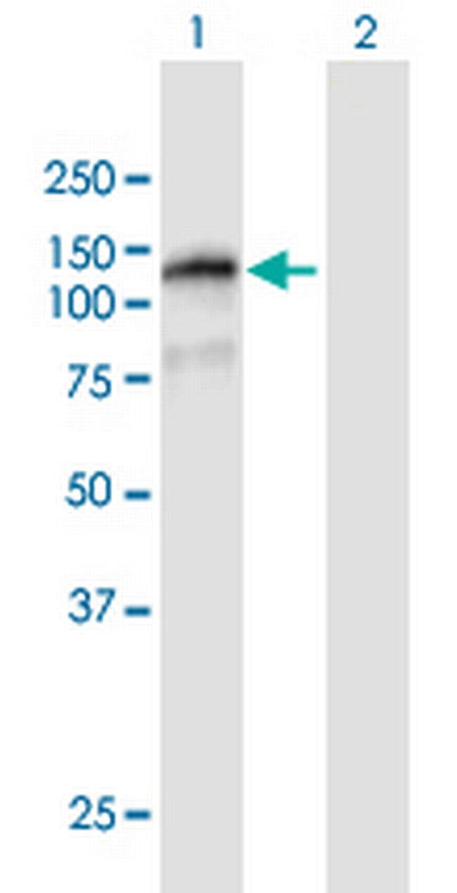 FAM120B Antibody in Western Blot (WB)
