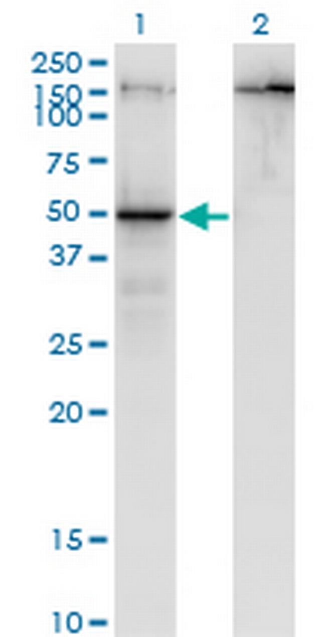 PARD6B Antibody in Western Blot (WB)