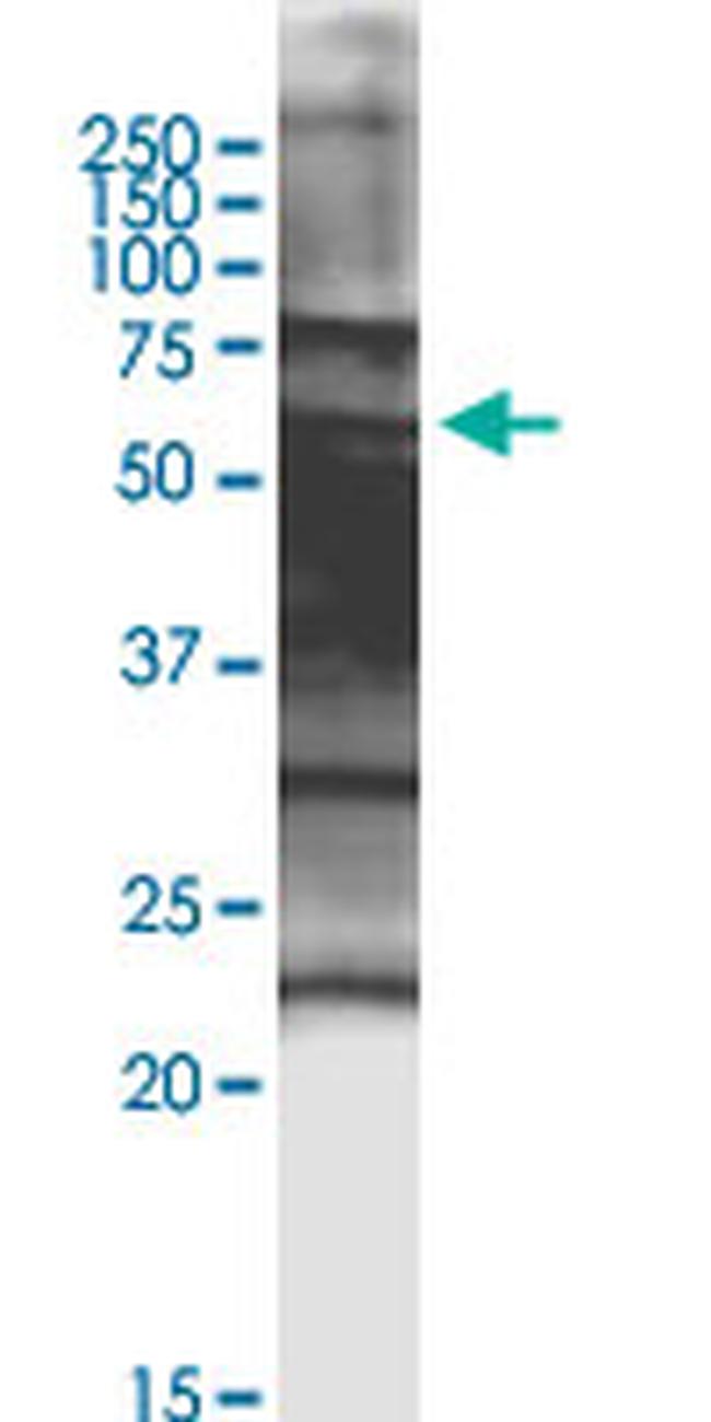SPZ1 Antibody in Western Blot (WB)