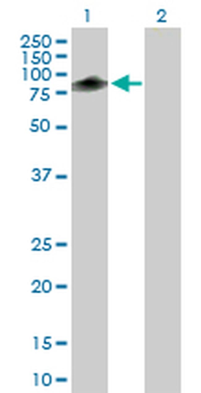 TRIM55 Antibody in Western Blot (WB)