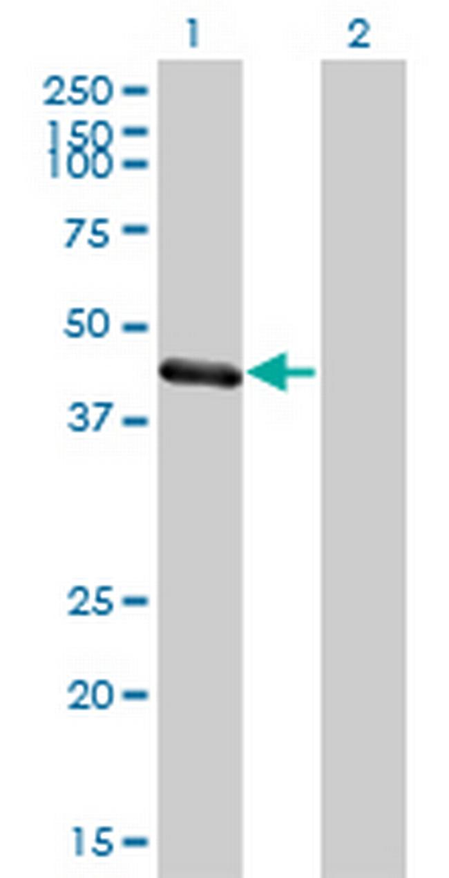 TRIM63 Antibody in Western Blot (WB)