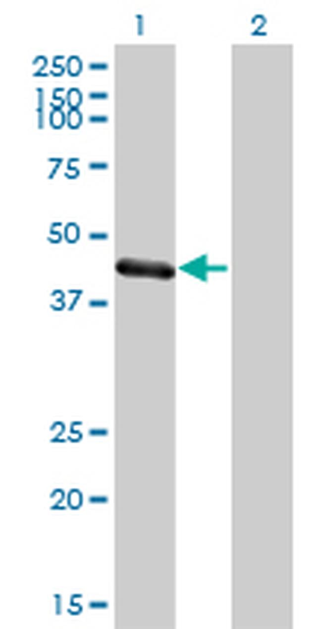 TRIM63 Antibody in Western Blot (WB)