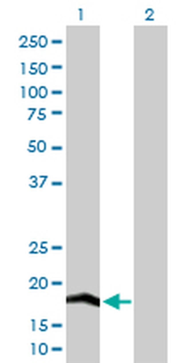 COX4I2 Antibody in Western Blot (WB)