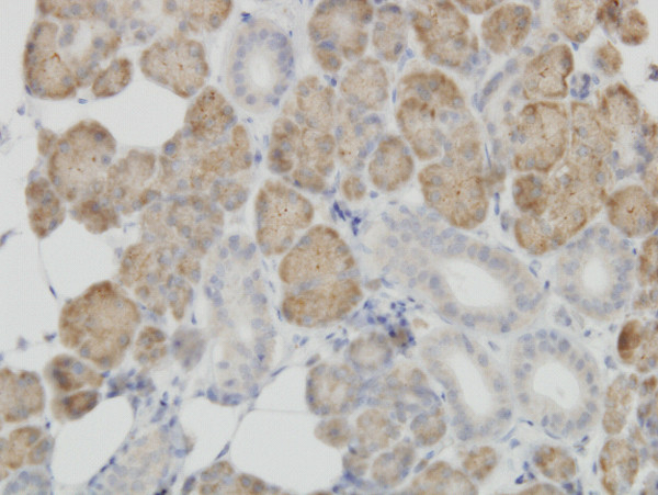 COX4I2 Antibody in Immunohistochemistry (Paraffin) (IHC (P))