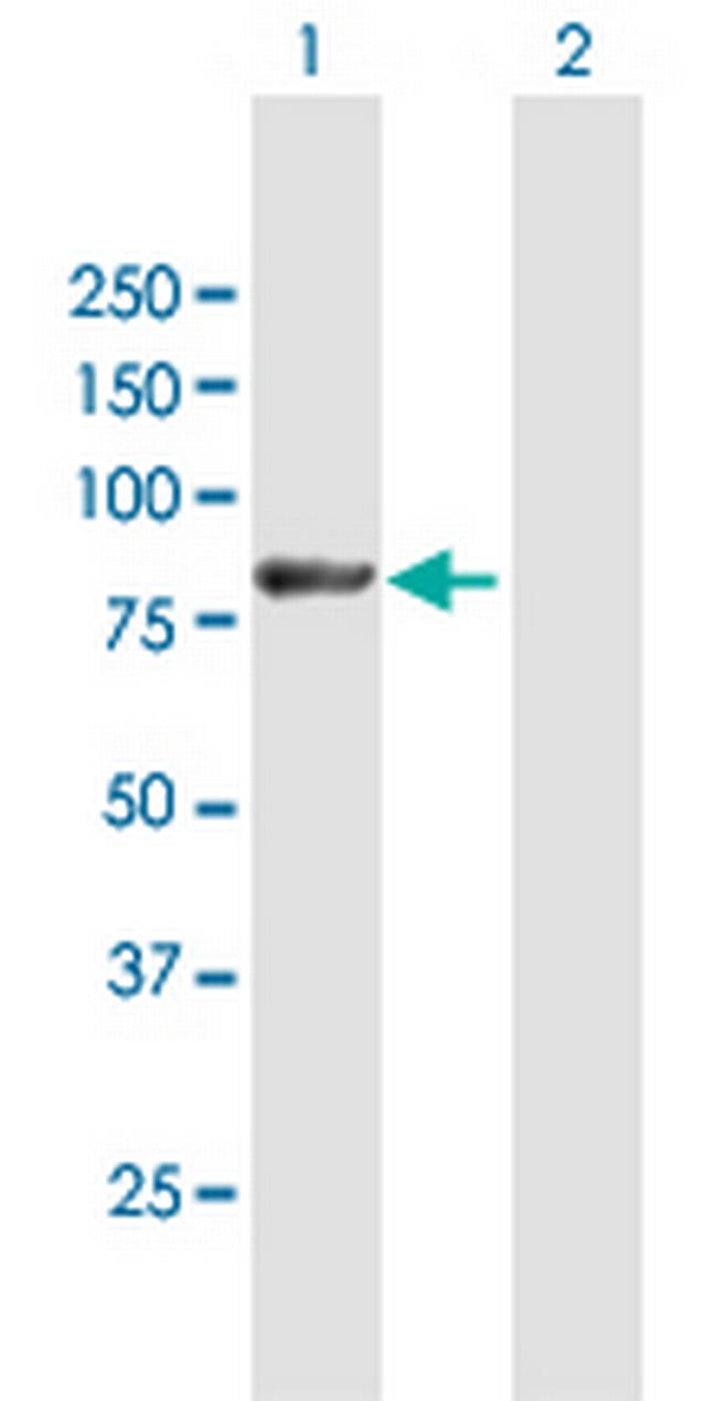 LNX1 Antibody in Western Blot (WB)