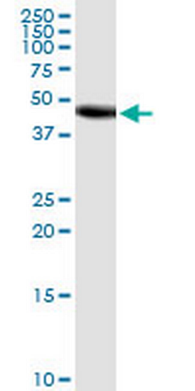 FUT10 Antibody in Western Blot (WB)