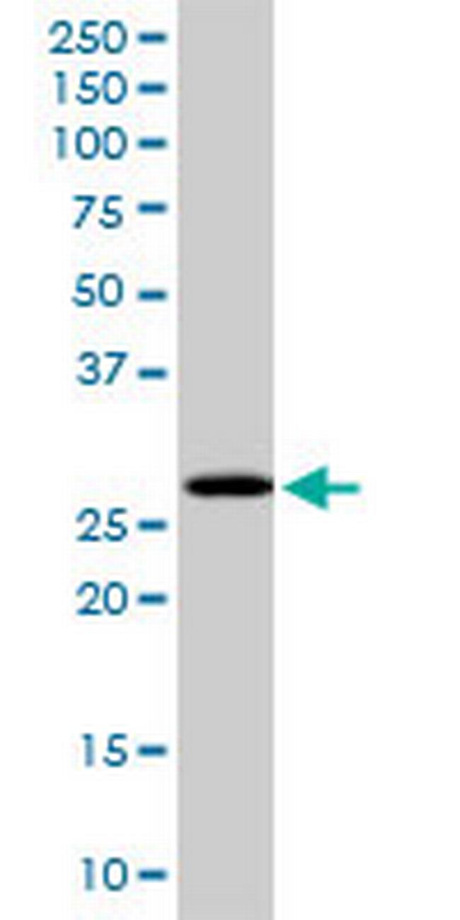 PCGF1 Antibody in Western Blot (WB)