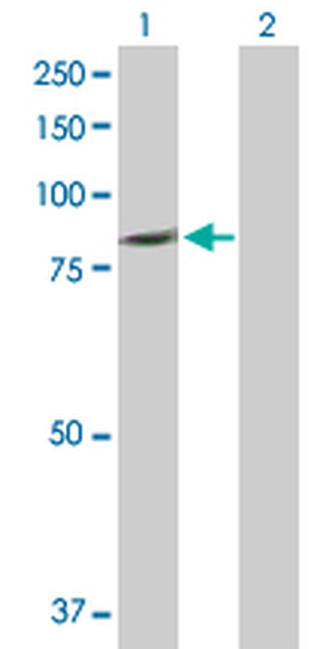 PLCD4 Antibody in Western Blot (WB)
