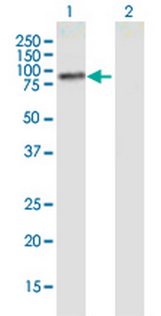 PLCD4 Antibody in Western Blot (WB)