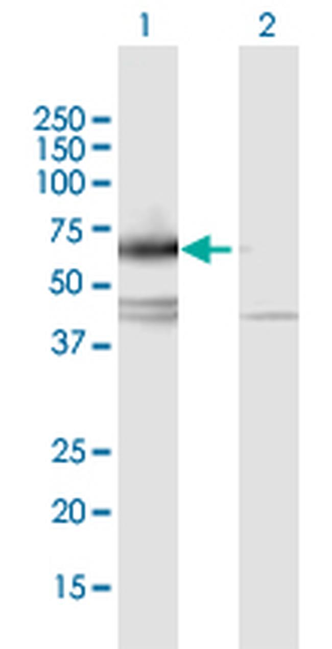 IL17RC Antibody in Western Blot (WB)