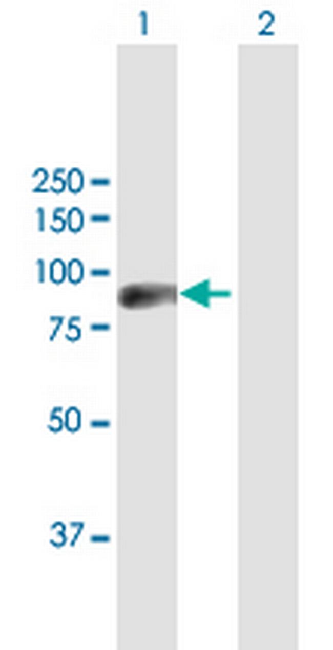 ZNF496 Antibody in Western Blot (WB)