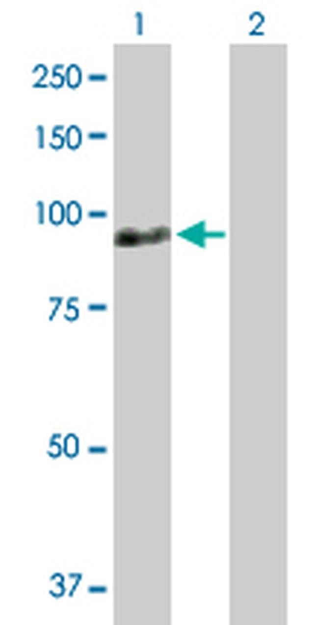 ZNF496 Antibody in Western Blot (WB)