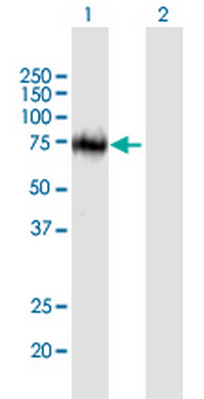 ZNF503 Antibody in Western Blot (WB)