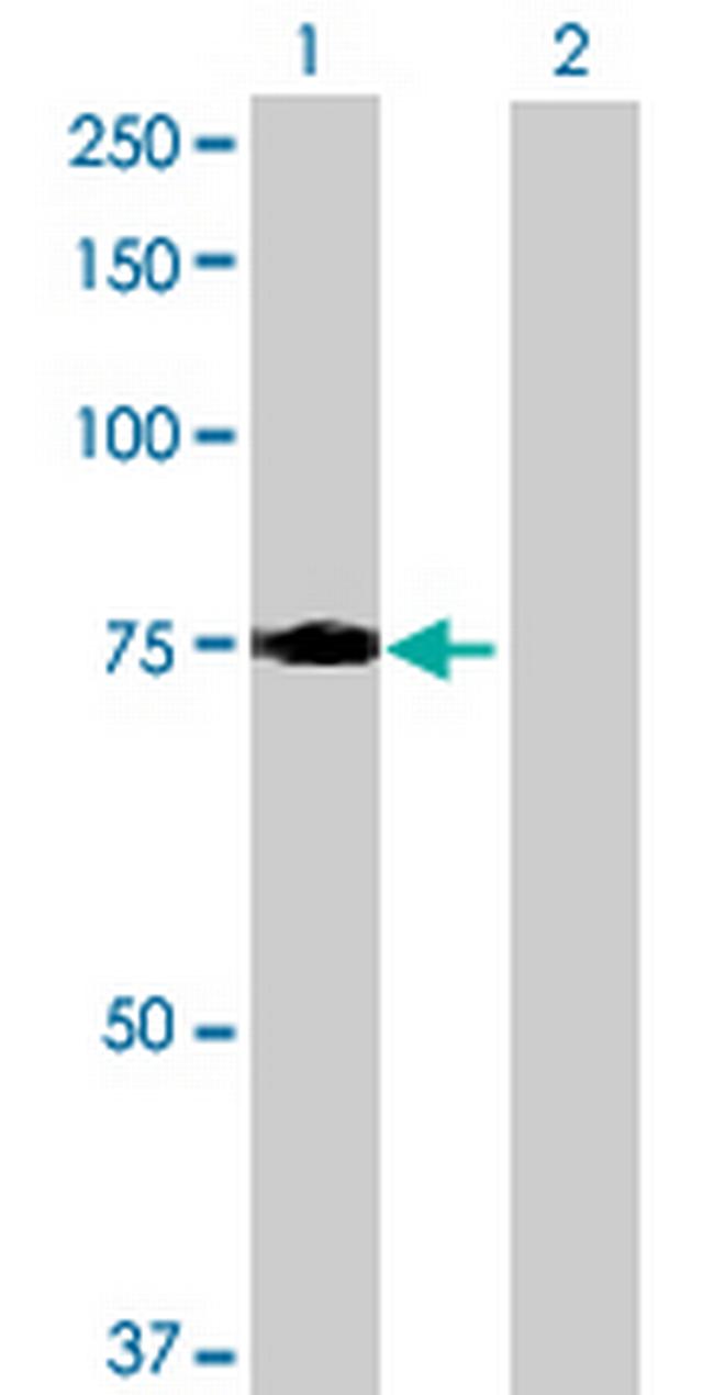 LRCH3 Antibody in Western Blot (WB)