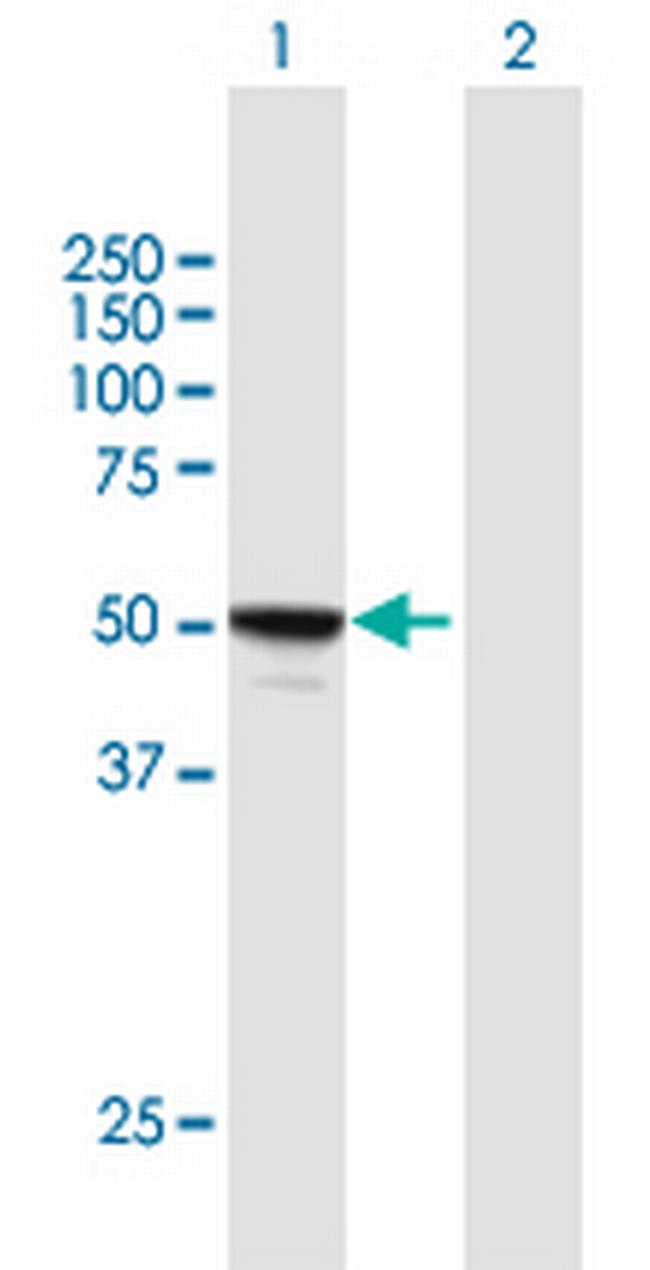 MINA Antibody in Western Blot (WB)