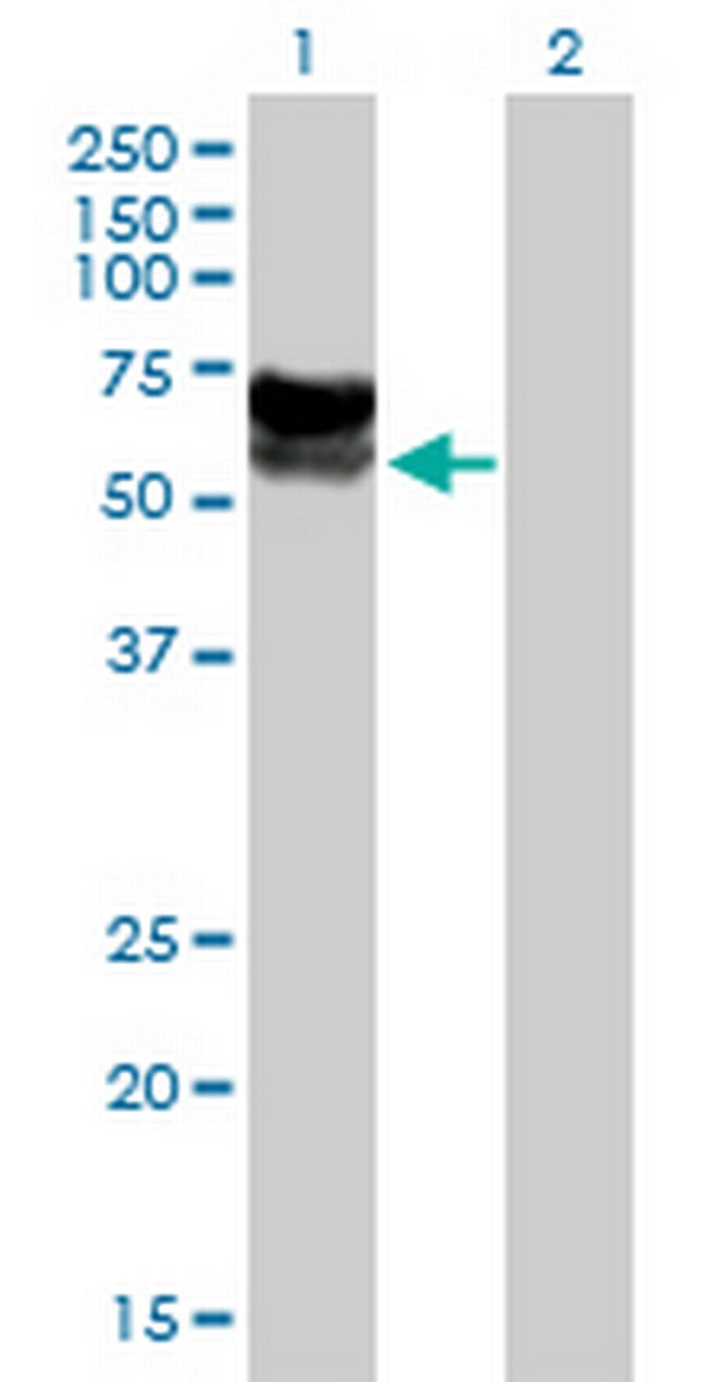 C3orf39 Antibody in Western Blot (WB)