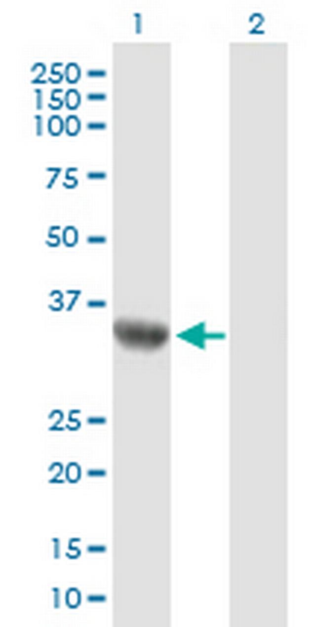 C9orf100 Antibody in Western Blot (WB)