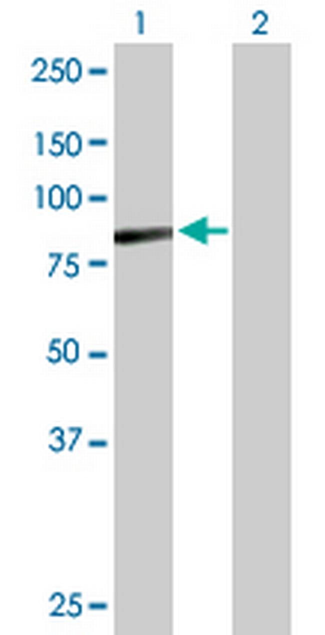 C9orf3 Antibody in Western Blot (WB)