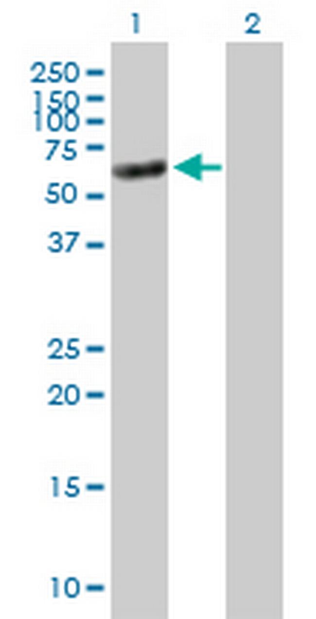 TNS4 Antibody in Western Blot (WB)