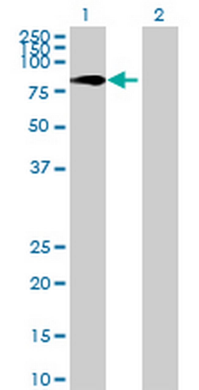 PPP1R16A Antibody in Western Blot (WB)
